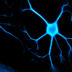 temporary photo of a neuron